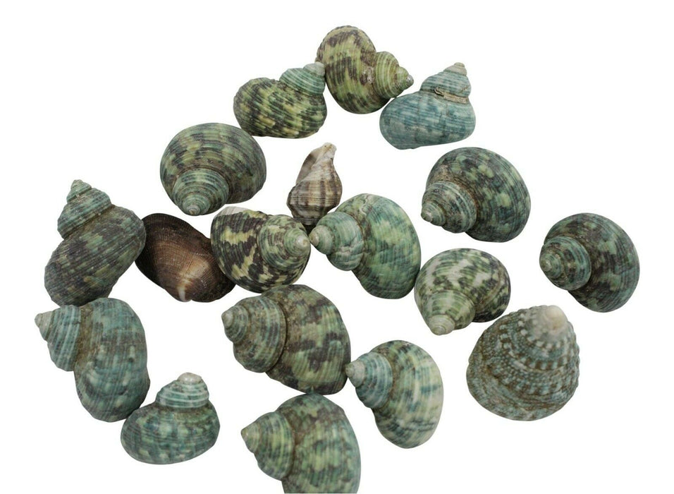 Colourful Decorative Sea Shells Natural Shells 150 Grams Unusual Sea Shells